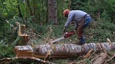 زيدان يكشف الاضرار الناجمة عن إزالة الغابات