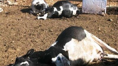 بعد ظهور حمى الوادي المتصدع بالسودان.. تحصين الحدود لمواجهة الأوبئة الحيوانية