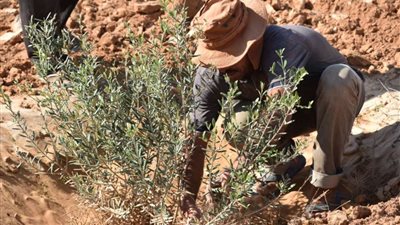 التنمية المستدامة يطبق برنامج الممارسات الزراعية من فوكة حتى السلوم