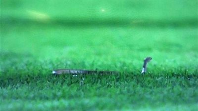 بسبب ثعبان.. إيقاف مباراة الفيحاء وعكاظ في السعودية