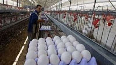 متحدث الزراعة يزف بشرى سارى للمواطنين بشأن البيض