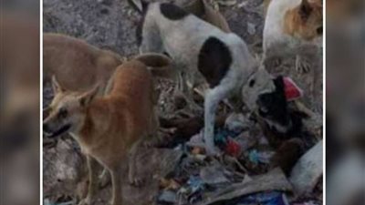 العثور على بقايا جثة طفل حديث الولادة أكلتها الكلاب الضالة