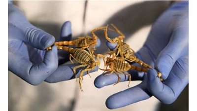 علماء: سم العقارب يساعد في مكافحة متغيرات كورونا