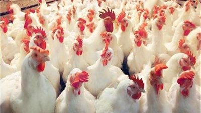 أسعار الدواجن اليوم الأربعاء في الأسواق