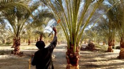 محافظ مطروح: 100 ألف جنيه لدعم مكافحة سوسة النخيل بسيوة