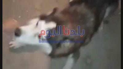 كلب شرس يأكل جسد شاب أمام أعين صاحبه في البساتين