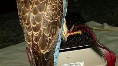 بيع صقر نادرالوجود بـ8 مليون جنيه لتاجر ليبي 