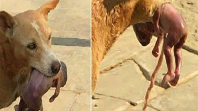 أب بقلب شيطان.. الحكاية الكاملة  لإلقاء رضيع وجبة دسمة للكلاب الضالة بقنا