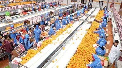 9.6 مليون دولار قيمة صادرات الصناعات الغذائية المصرية للسنغال خلال 8 أشهر