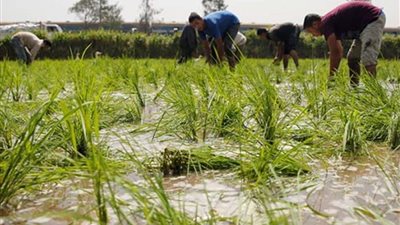 انتهاء موسم حصاد الأرز بالشرقية