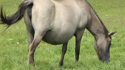 سايس بمحطة الزهراء للخيول: تنام بدون أن تجلس