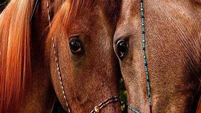 مشرف بمحطة الزهراء للخيول: الحصان عندما يريد الطعام يطرق الباب بصوت معين