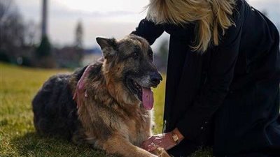 عائلة تشتري كلباً وتكتشف أنه ثعلب بعد القضاء على الفراخ والبط