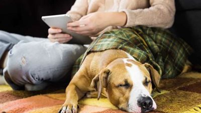 قبل برودة الجو.. تعرف على كيفية حماية حيوانك الأليف من الشتاء