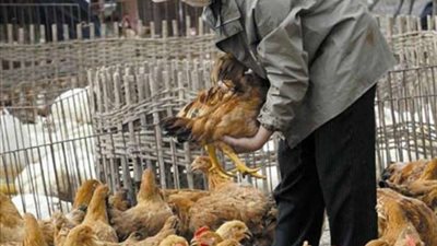 بيطري الشرقية: تحصين 145 ألف و282 طائر ضد مرض أنفلونزا الطيور