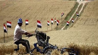 الشناوى: إعلان سعر إردب القمح سيكون مردوده إيجابيا