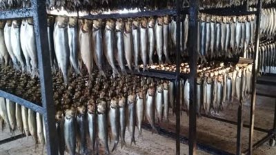 ضبط طن رنجة فاسدة في حملة تموينية بالغربية