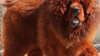 هدم جدار منزل وحطم صندوق بريد.. حكاية كلب قاد سيارة لمدة ساعة (فيديو)