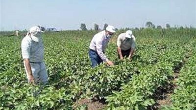 نائب بالشيوخ: مستقبل مصر للإنتاج الزراعي يعد مشروع القرن