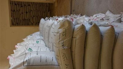 بالصور.. مركز بحوث الصحراء يوزع تقاوي الشعير بالمجان على مزارعي محافظة مطروح