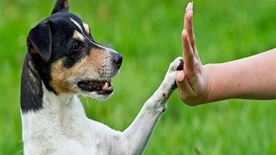 هل تربية الكلاب تمنع الملائكة من دخول المنزل؟.. دارالإفتاء تجيب