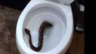 سيدة تلفظ أنفاسها الأخيرة بسبب لدغة 