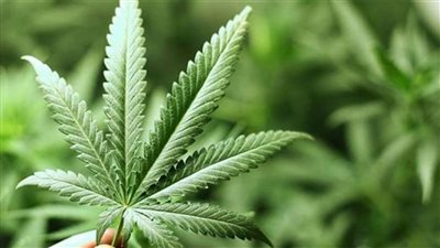 كندا تسمح بتوصيل 