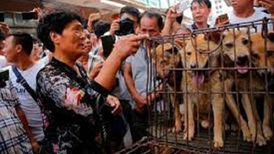 قرار صادم من الحكومة الكورية الجنوبية بشأن لحوم الكلاب