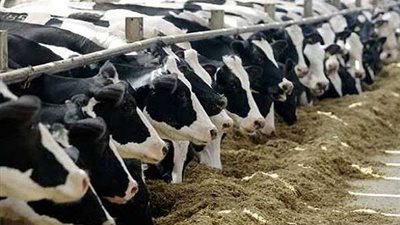 مدير اللقاحات البيطرية: المعهد لمس تغيراً كبيراً في ثقافة المربين