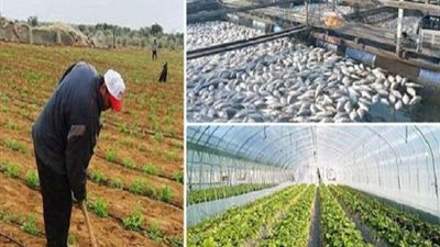 متحدث الزراعة: الاسمدة شهدت الفترة الماضية طفرة كبيرة