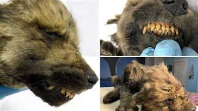 اختلف العلماء بسببه.. أقدم كلب في العالم عمره 18 ألف عامًا