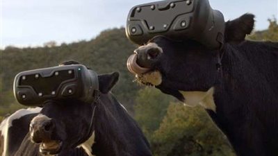 تعرف على سر ارتداء الأبقار نظرات واقع افتراضي (صور)