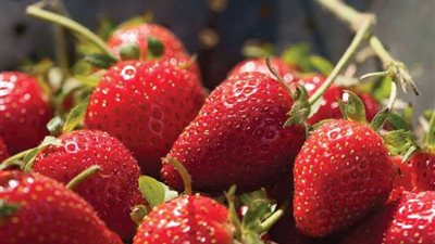 الفراولة.. فوائد عظيمة 