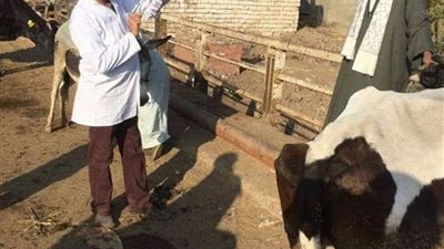 تحصين 66 ألف رأس ماشية ضد الحمى القلاعية والوادي المتصدع بالمنيا