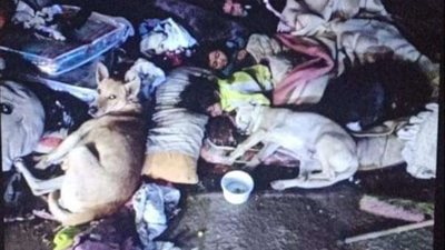 فريق أطفال وكبار بلامأوي ينقذ أسرة 