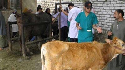 تحصين أكثر من 59 ألف رأس ماشية ضمن الحملة القومية ضد الحمى القلاعية ببني سويف