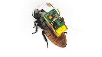 أستاذ علوم وتربية: العلم الحديث يعتمد على دراسة خصائص الحشرات لتصنيع الأسلحة الذكية