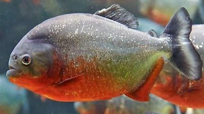 علماء يكشفون مفاجأة سارة بشأن القضاء على فيروس كورونا