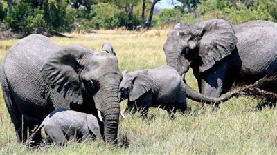 بوتسوانا ترفع الحظر عن صيد الحيوانات البرية