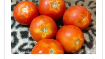 مهندس زراعي يوجه نصيحة هامة للمواطنين بشأن هذا النوع من الطماطم