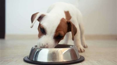 الرفق بالحيوان تعلق على صيد الكلاب و قتلها