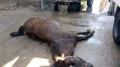 نفوق دابة نتيجة صعق كهربائي من أحد الأعمدة بالدقهلية