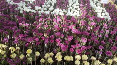 افتتاح معرض زهور الخريف بالقناطر بحضور رئيس مصلحة الري