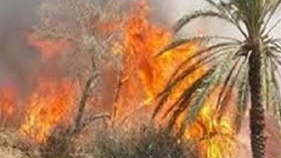 بسبب شرز.. إشتعال النيران في أشجار النخيل بالأقصر