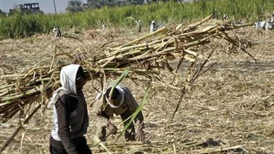 بدء موسم حصاد القصب بمحافظات الصعيد