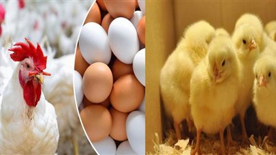 أسعار الدواجن والبيض اليوم الثلاثاء 11-1-2022