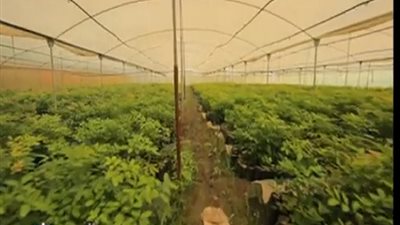 نجاح تجربة استنبات أشجار الأبانوس والتك والأرو والصندل فى مصر