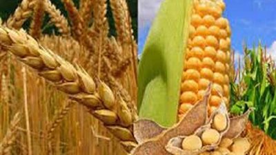 ارتفاع صادرات أوكرانيا من الحبوب إلى 29 مليون طن