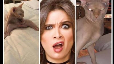 ياسمين عبد العزيز تثير الجدل بعد امتلاكها أغلى قط في العالم ( صور)