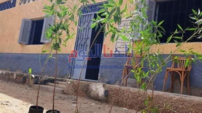 بأمر المحافظ.. زراعة 70 شجرة بشوارع ساقلتة وحي الكوثر بسوهاج